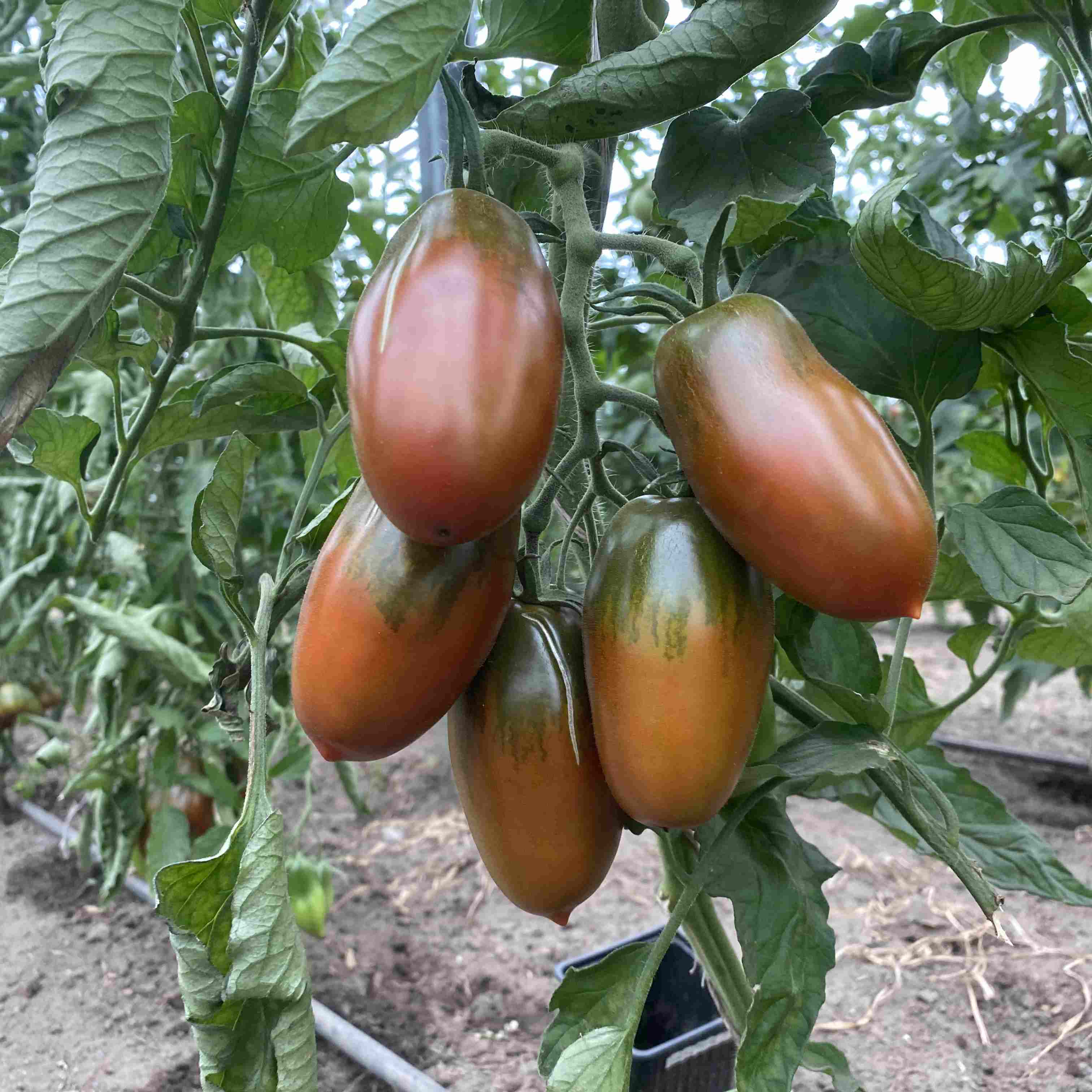 Saatgut / Samen von der Tomate Sosulka Chernaya